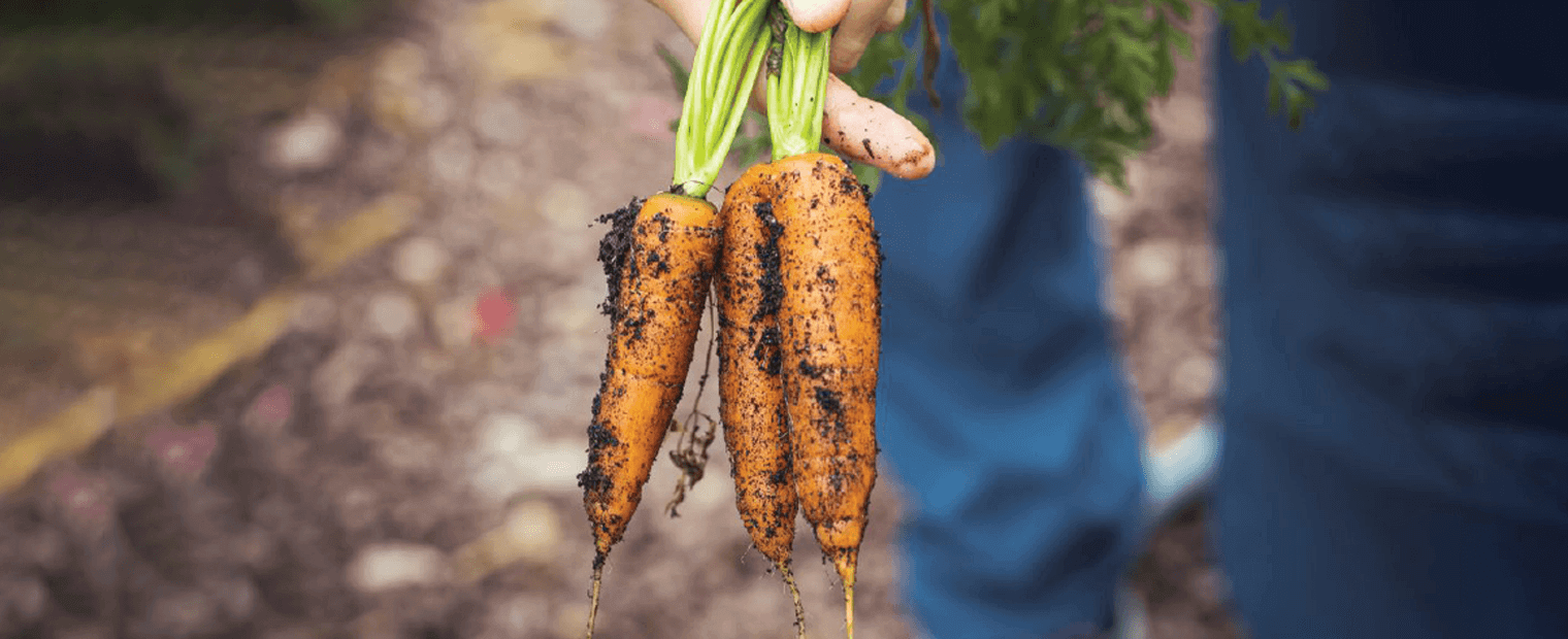 Hand holding three (3) dirt filled carrots.