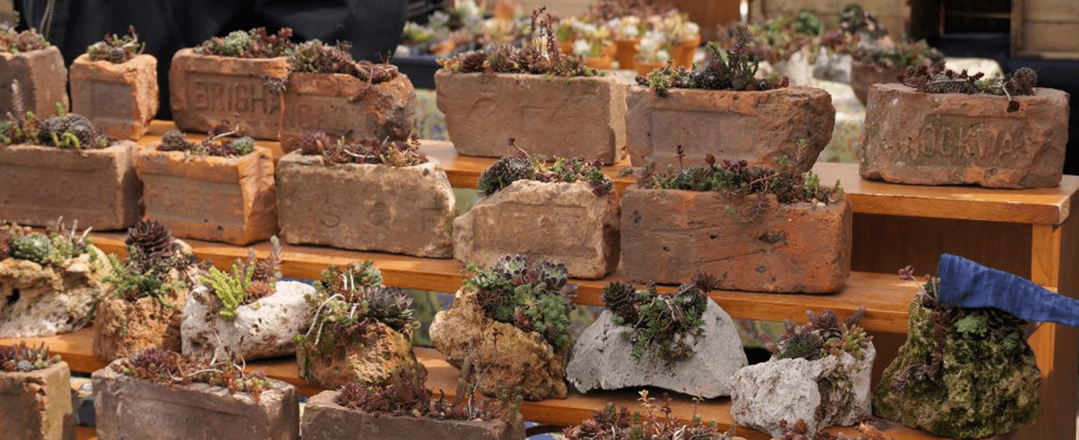 Row of bricks on top of wooden sheves used as plant pots.