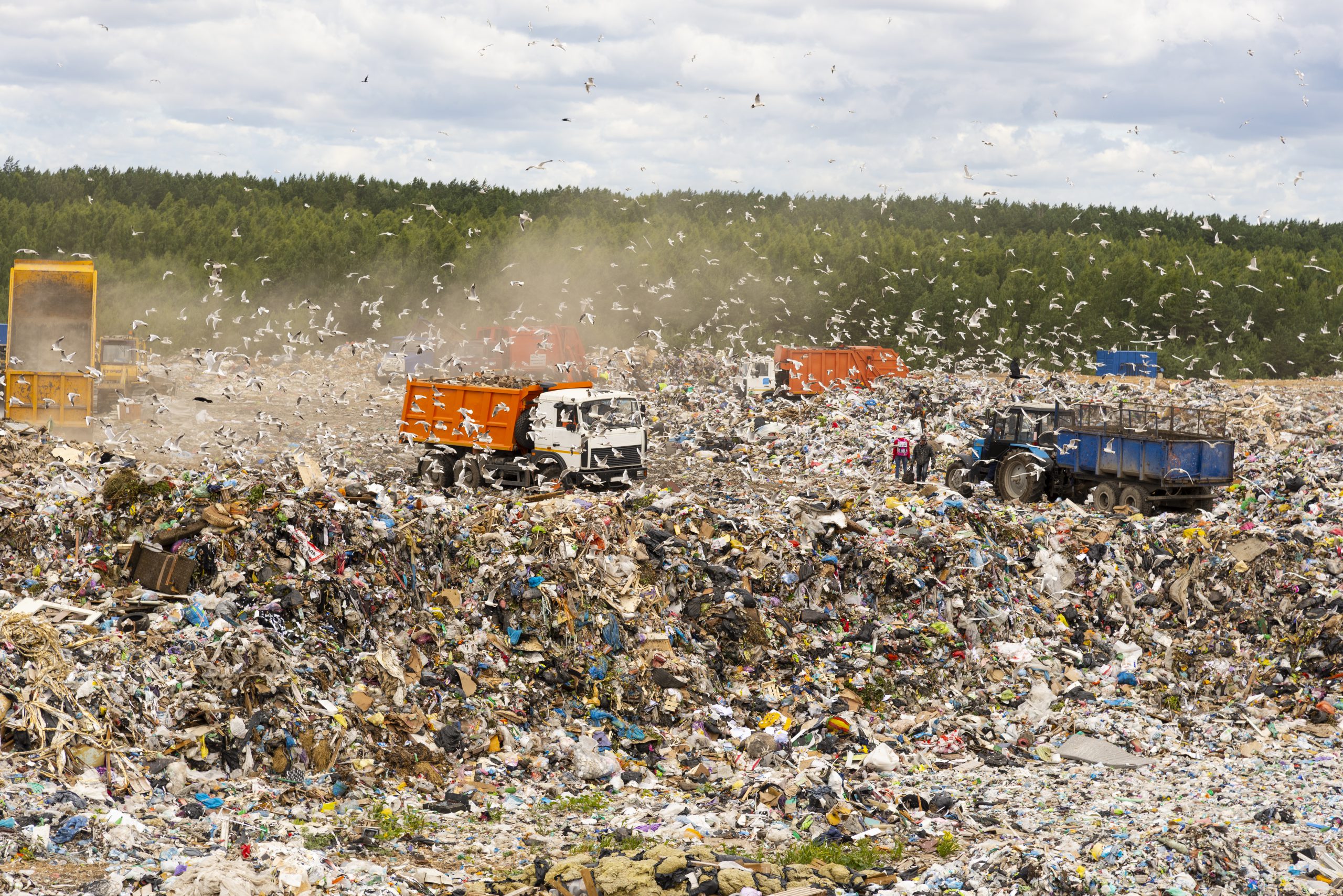 Municipal landfill for domestic waste. Trucks unload garbage at the landfill. Gulls fly over the garbage and get food from it.