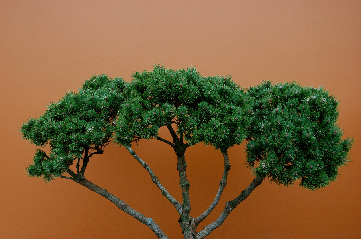 Tree branches against a brown gradient wall.